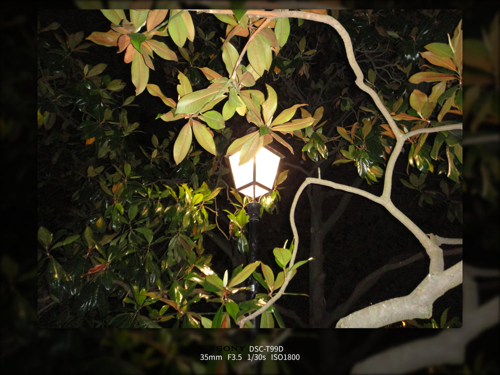 Shot on Sony DSC-T99D