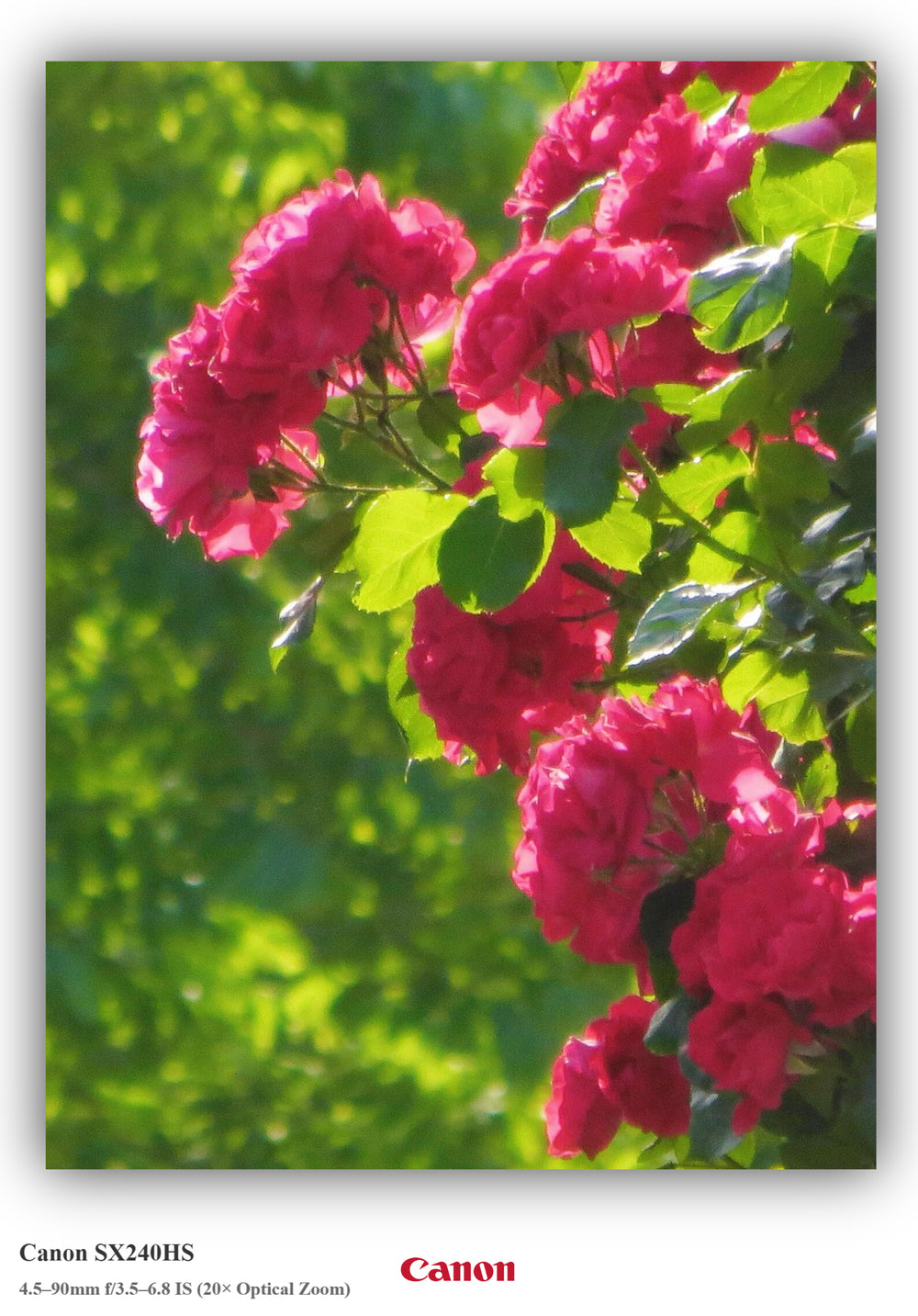Shot on Canon SX240HS