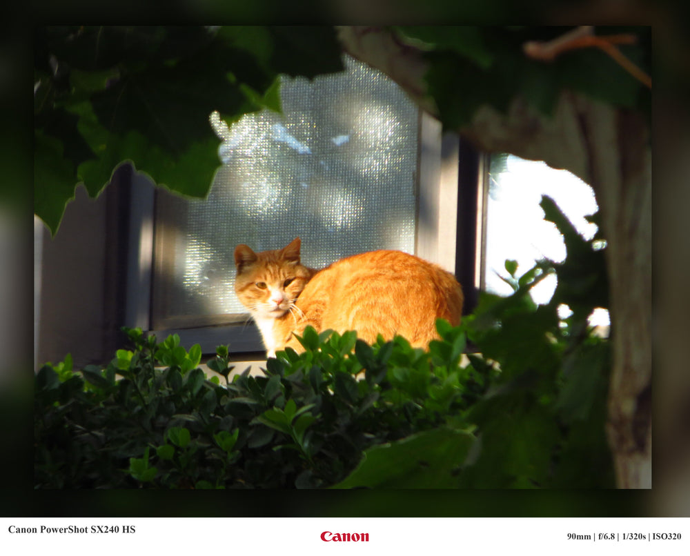 Shot on Canon SX240HS